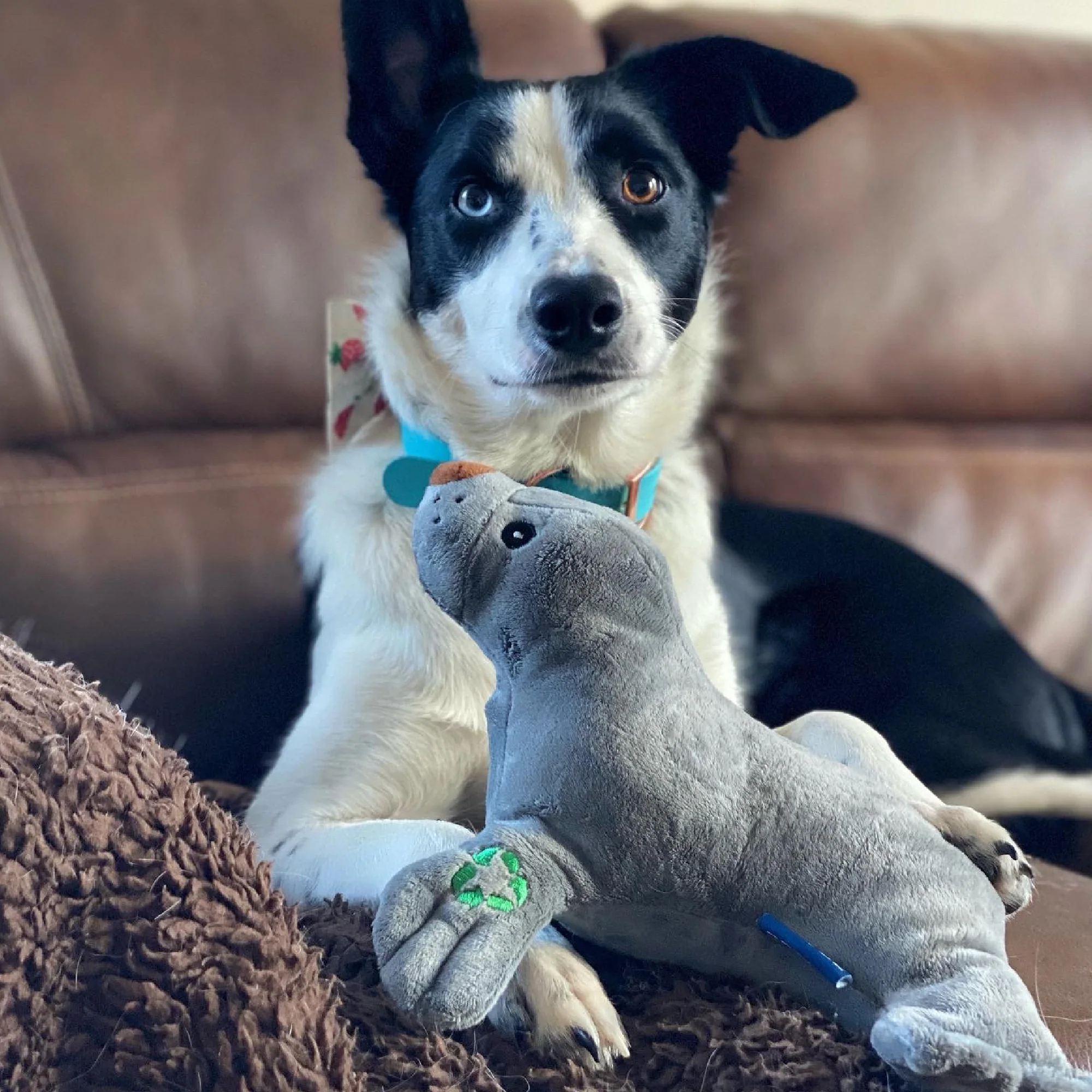 Made From Seal Dog Toy - Image 5