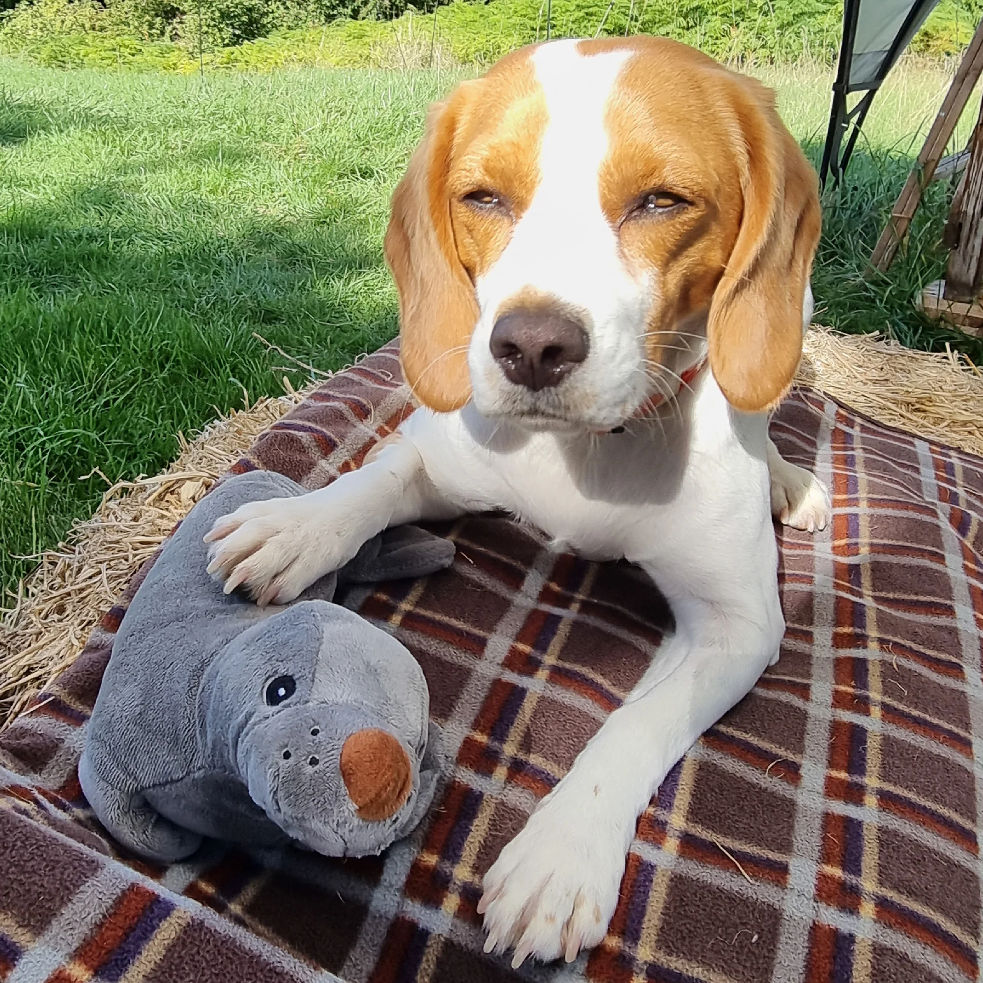Made From Seal Dog Toy - Image 6