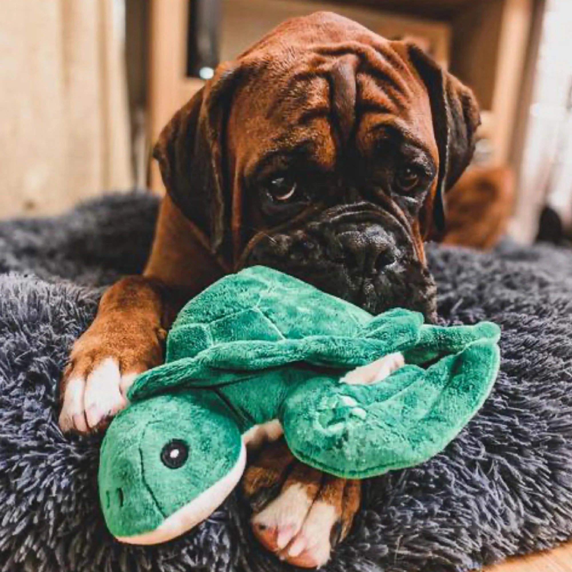 Made From Turtle Dog Toy - Image 4
