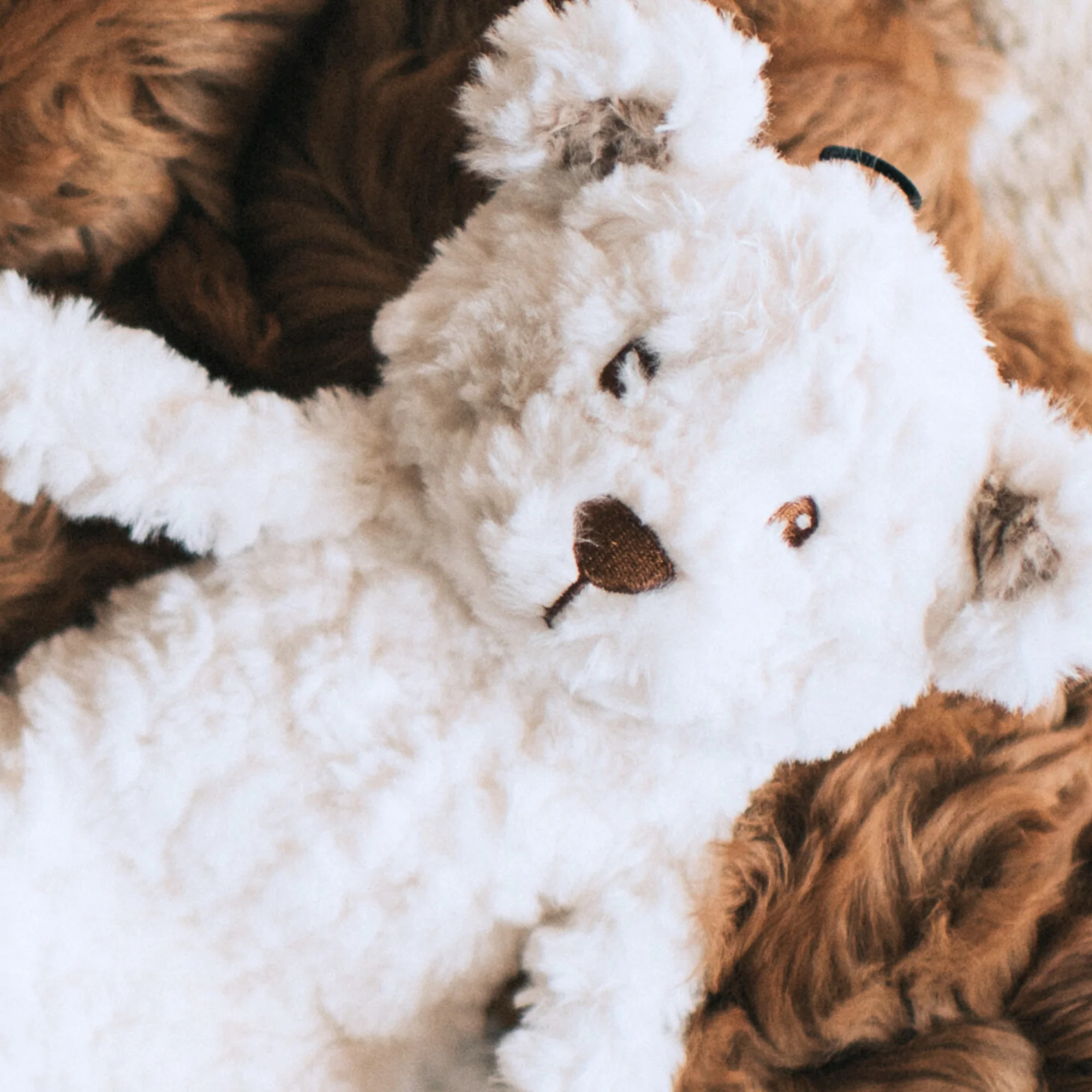 My Dog Bear Dog Toy - Image 2