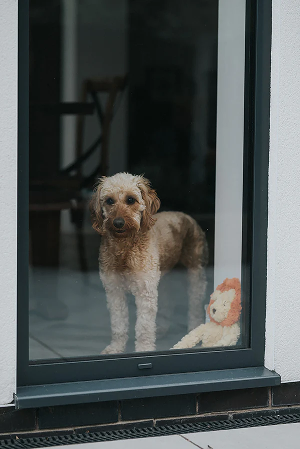 My Dog Lion Dog Toy - Image 11