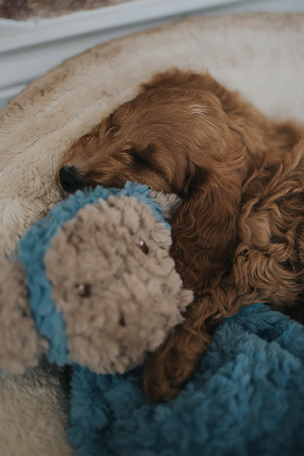 My Dog Monkey Dog Toy - Image 10