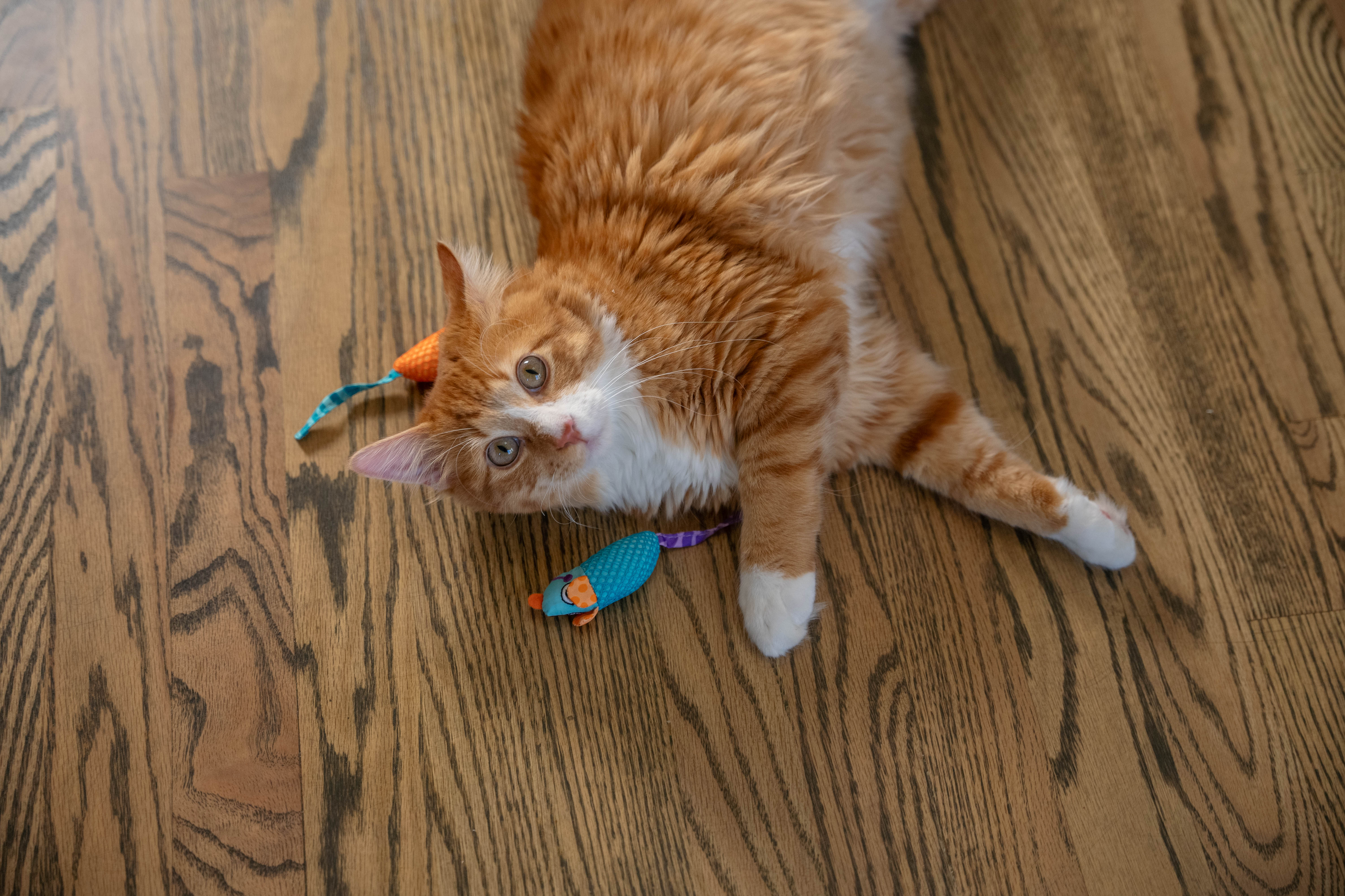 Nina Ottosson Catstages Catnip Chew Mice Cat Toy - Image 9