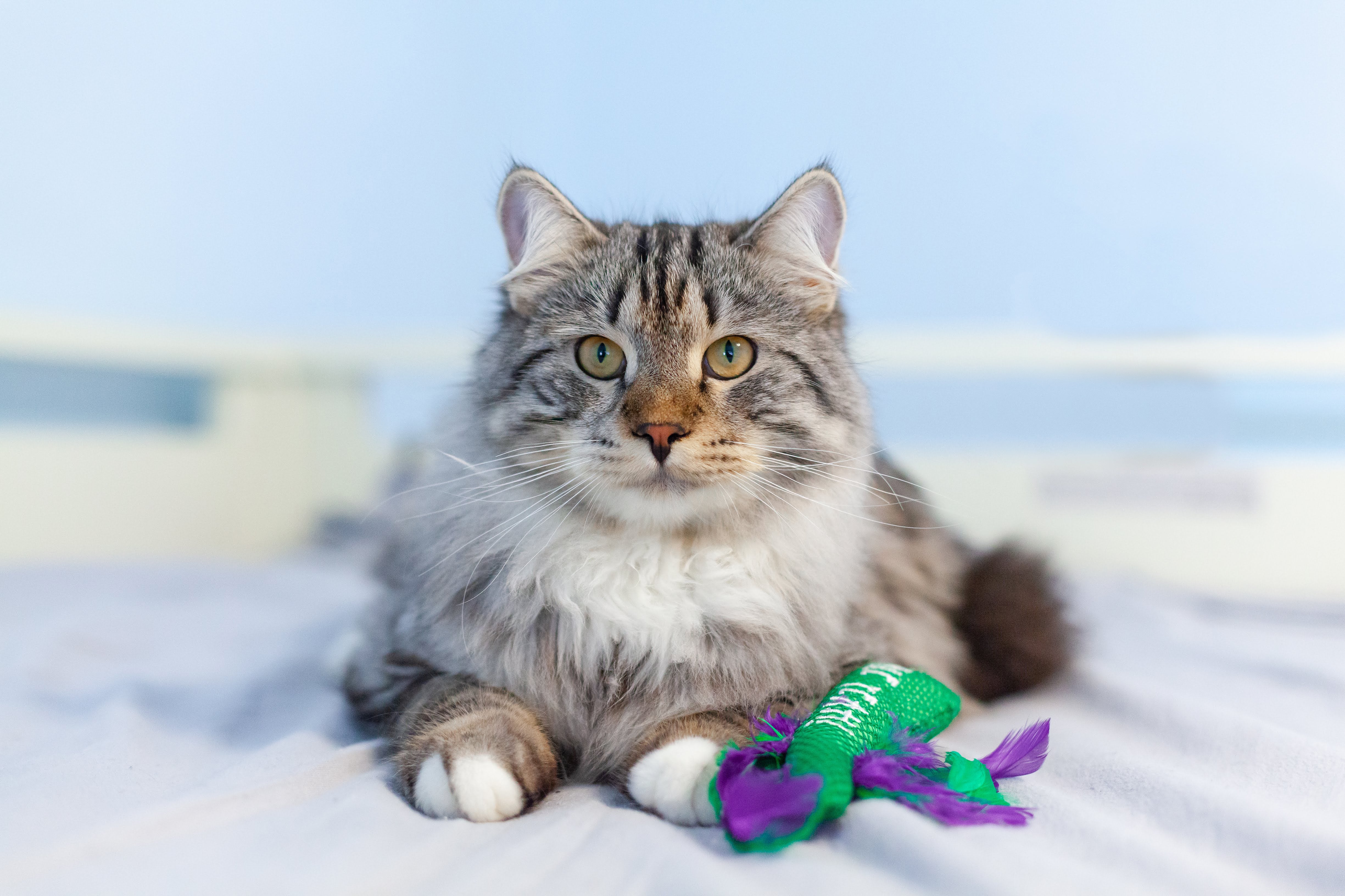 Nina Ottosson Catstages Krazy Kale Cat Toy - Image 5