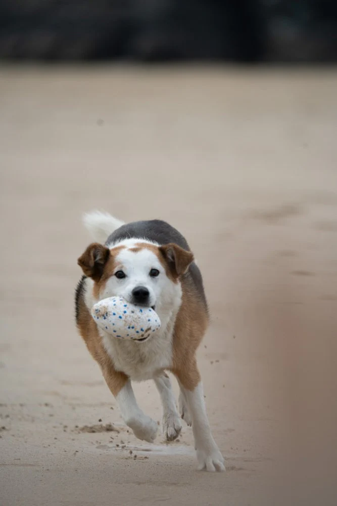 Petface Mighty Rugby Ball - Image 2