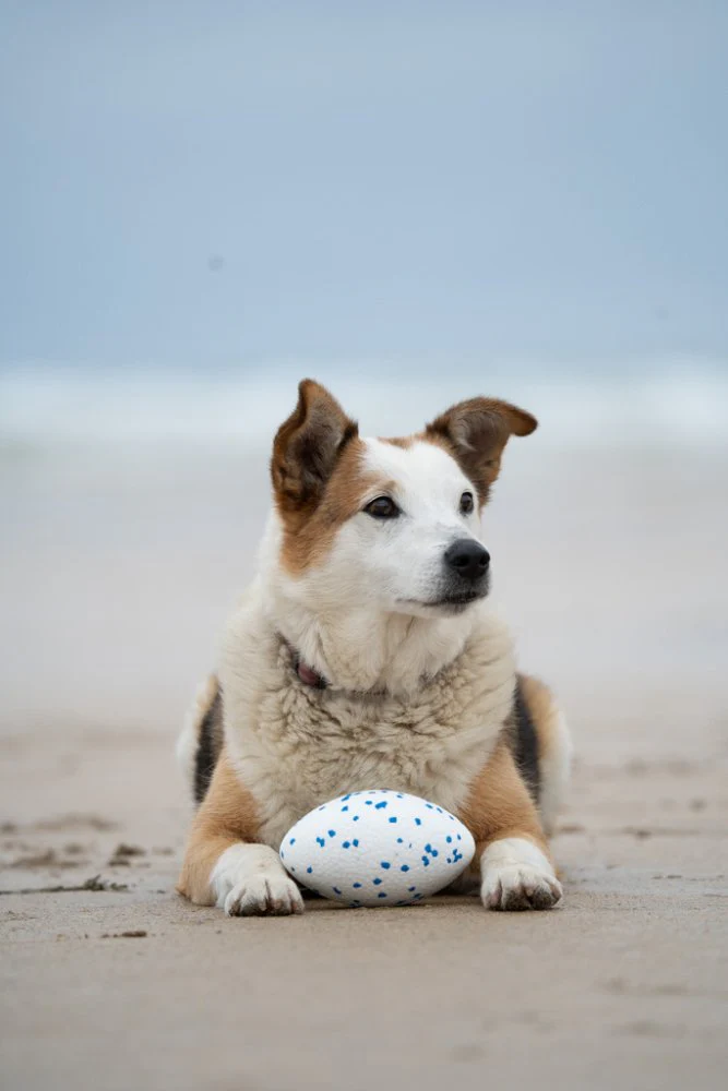Petface Mighty Rugby Ball - Image 3