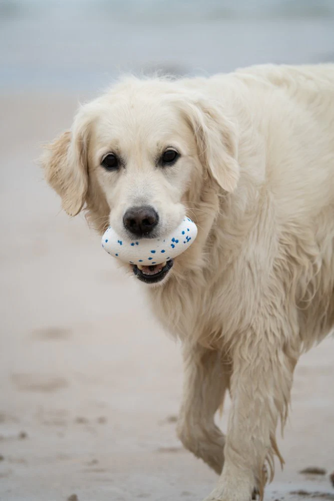Petface Mighty Rugby Ball - Image 7