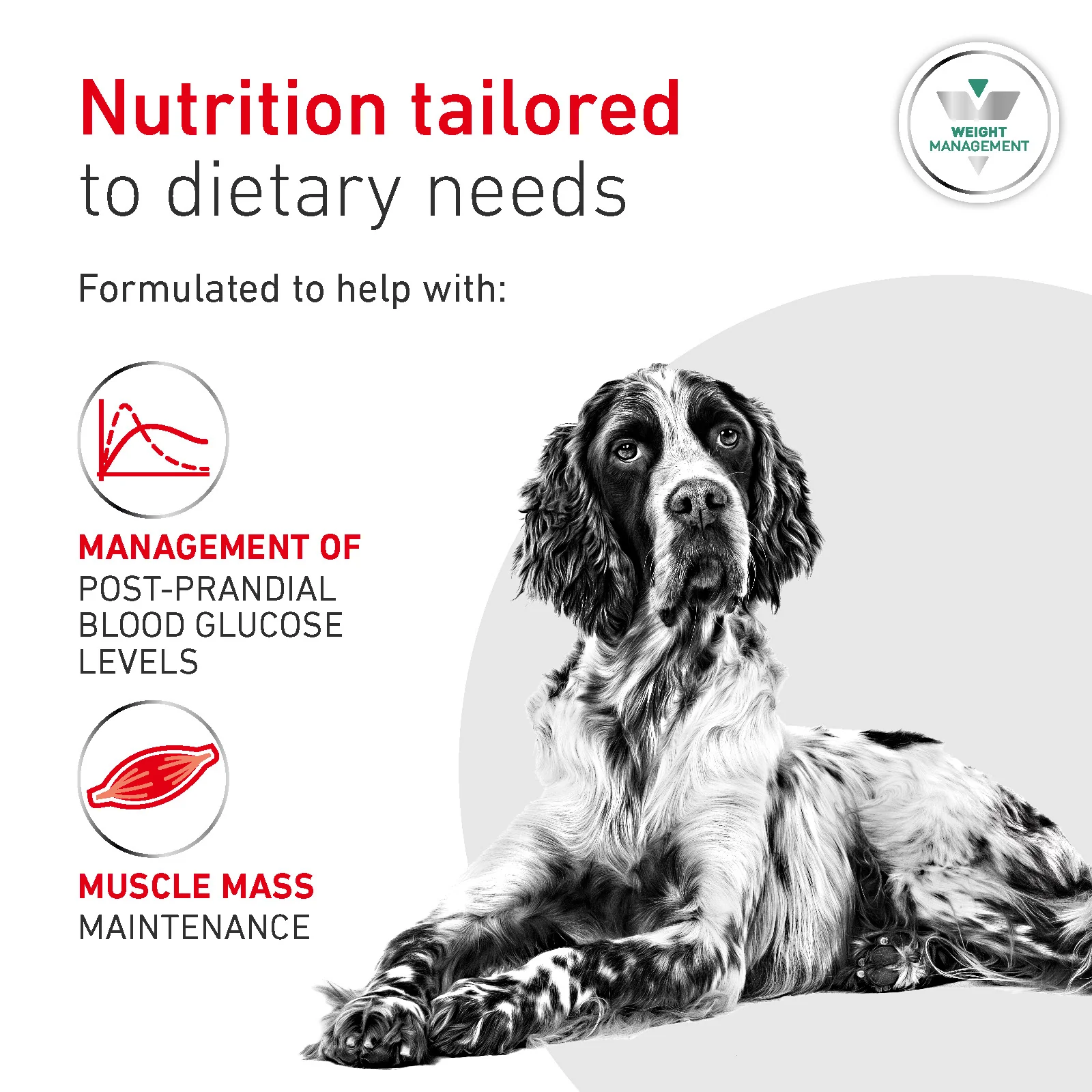 Royal Canin Glycobalance Adult Dry Dog Food - Image 2