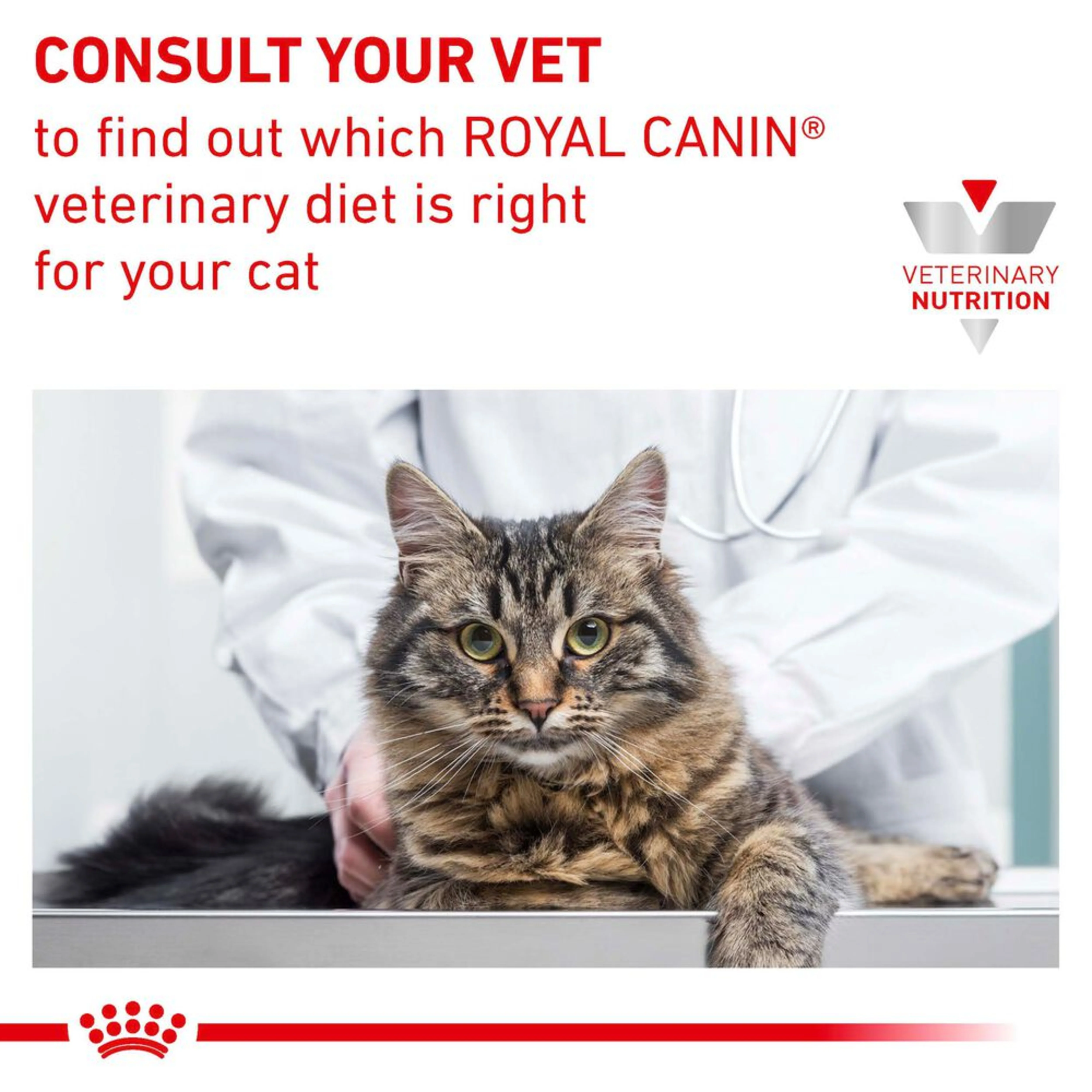 ROYAL CANIN Early Renal Adult Dry Cat Food - Image 4