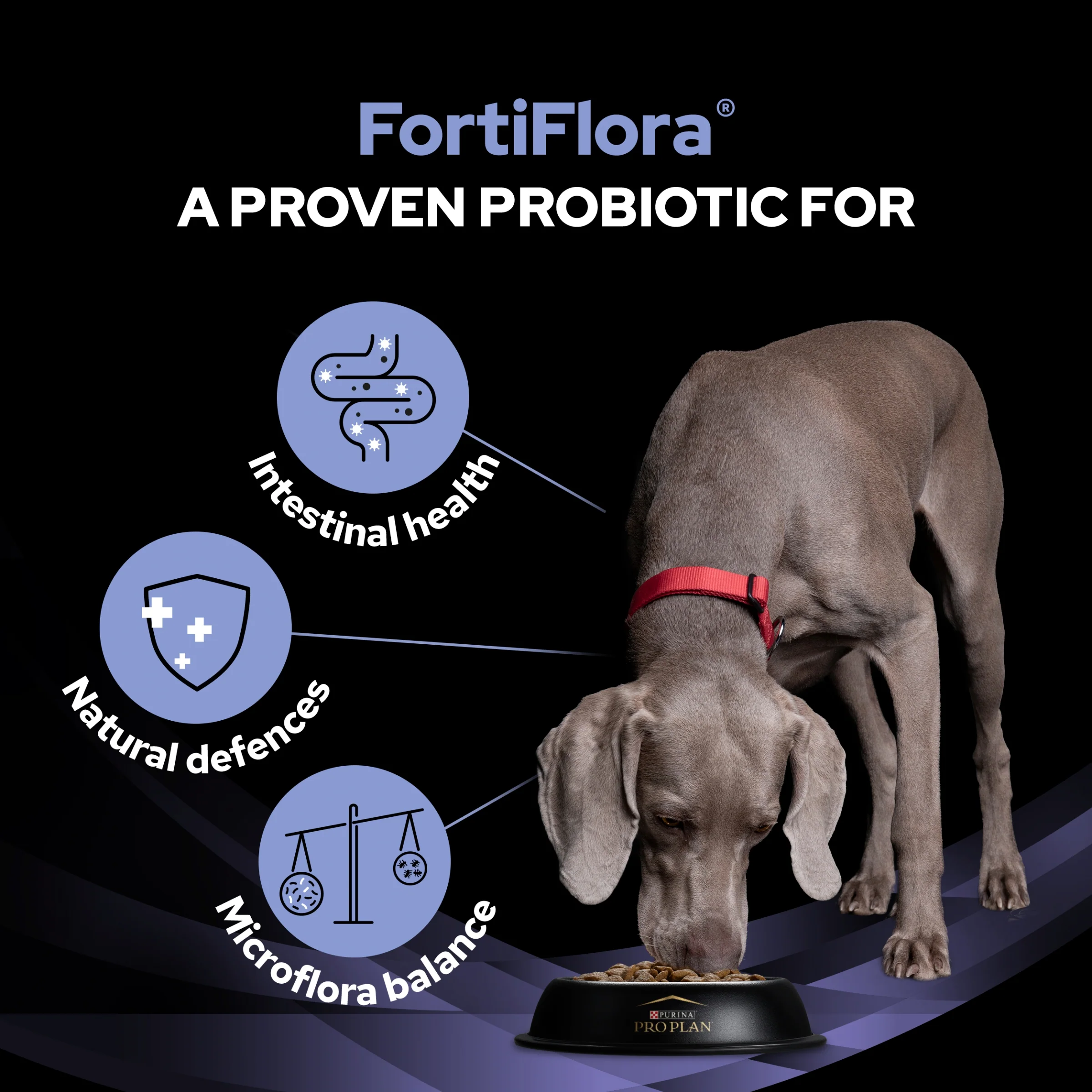 Purina EN Gastrointestinal Small Dog Bundle Plus Fortiflora - Image 13