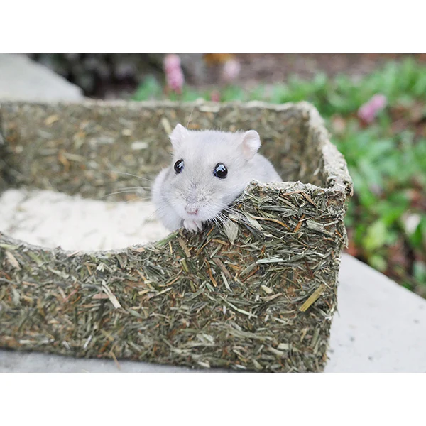 Rollin' Rodent Sand Bath - Image 3