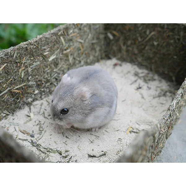 Rollin' Rodent Sand Bath - Image 5