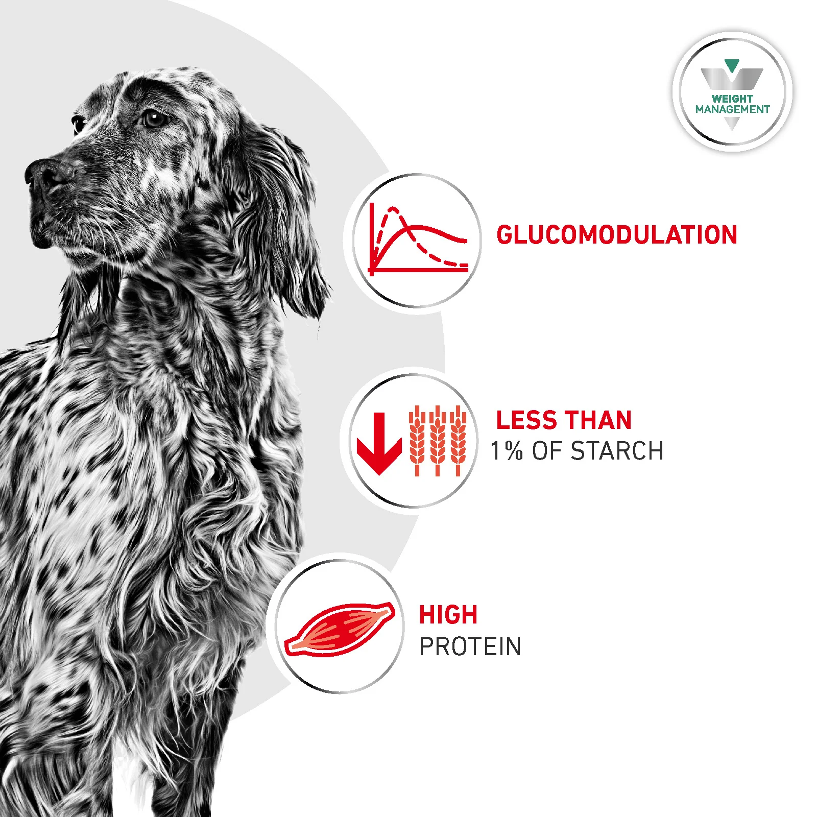 Royal Canin Glycobalance Adult Wet Dog Food - Image 3