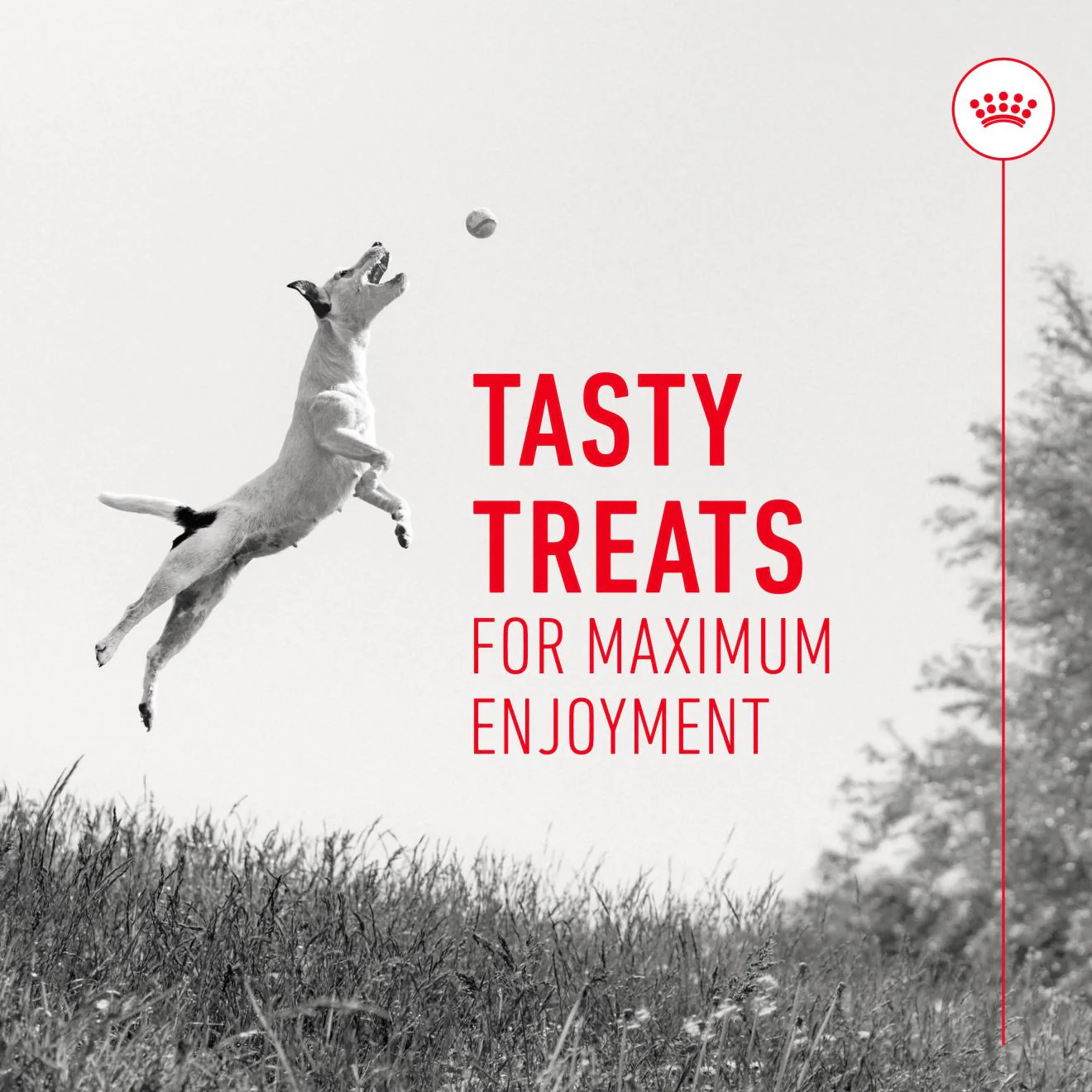 ROYAL CANIN Training Treats - Image 6