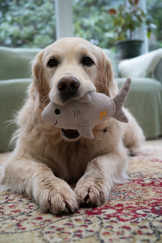 Seriously Strong Rubberoid Shark Plush Dog Toy - Image 10