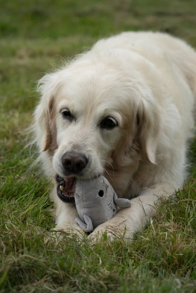 Seriously Strong Rubberoid Shark Plush Dog Toy - Image 9