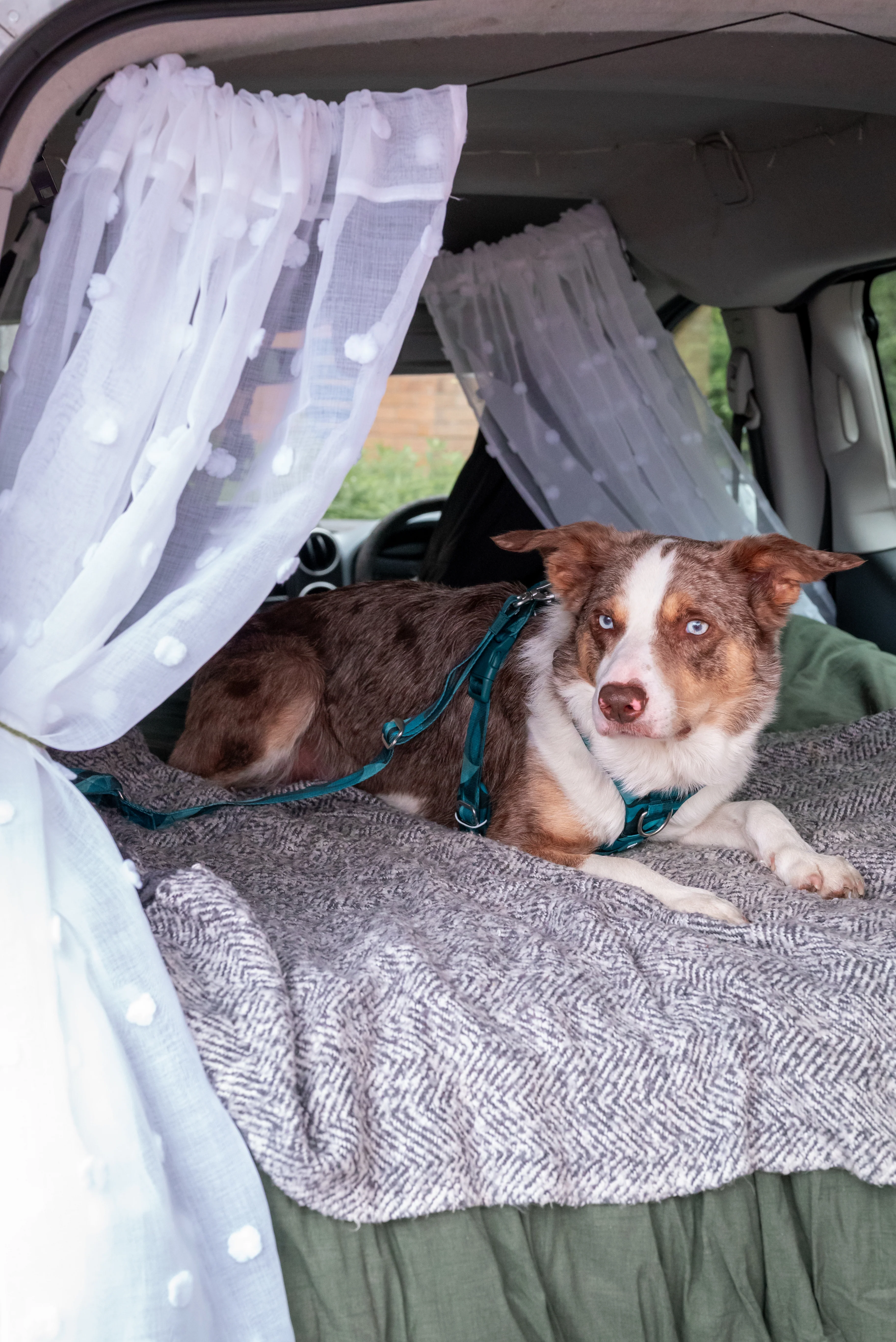 Twiggy Tags Lagoon Adventure 2.0 Dog Safety Seatbelt - Image 2