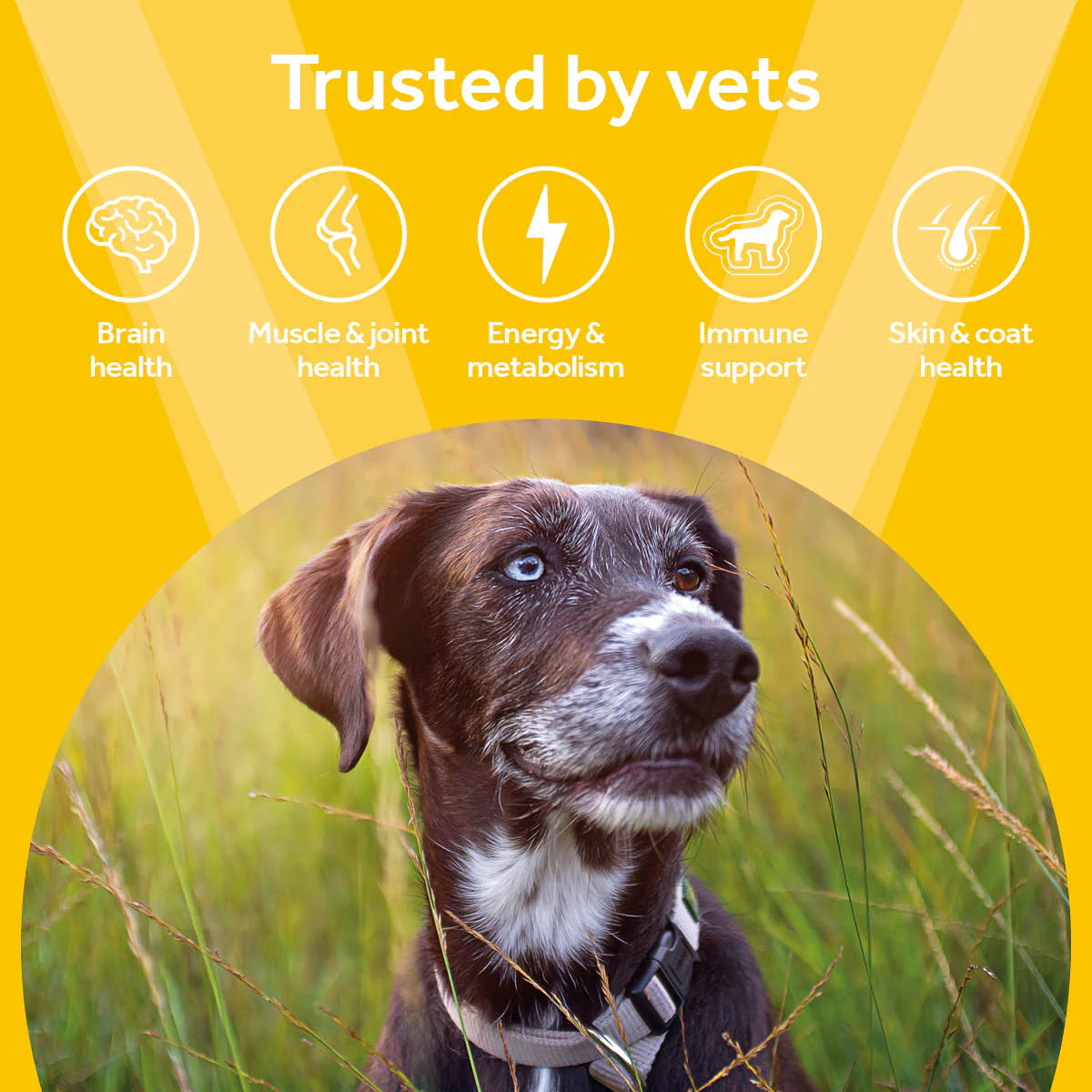 Vetpro Chews Senior Dog Health - Image 3
