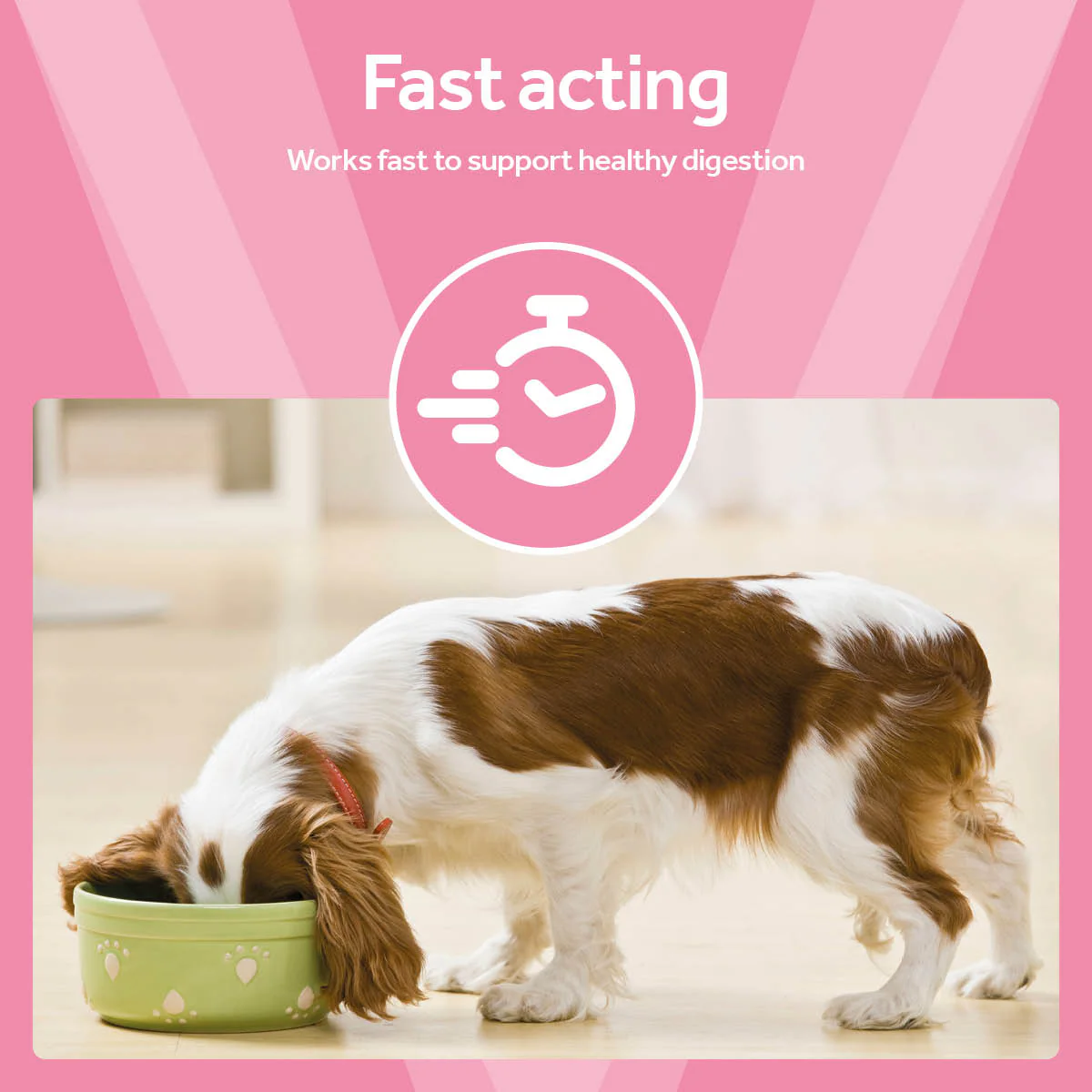 Vetpro Digestive Function Probiotic Paste - Image 5
