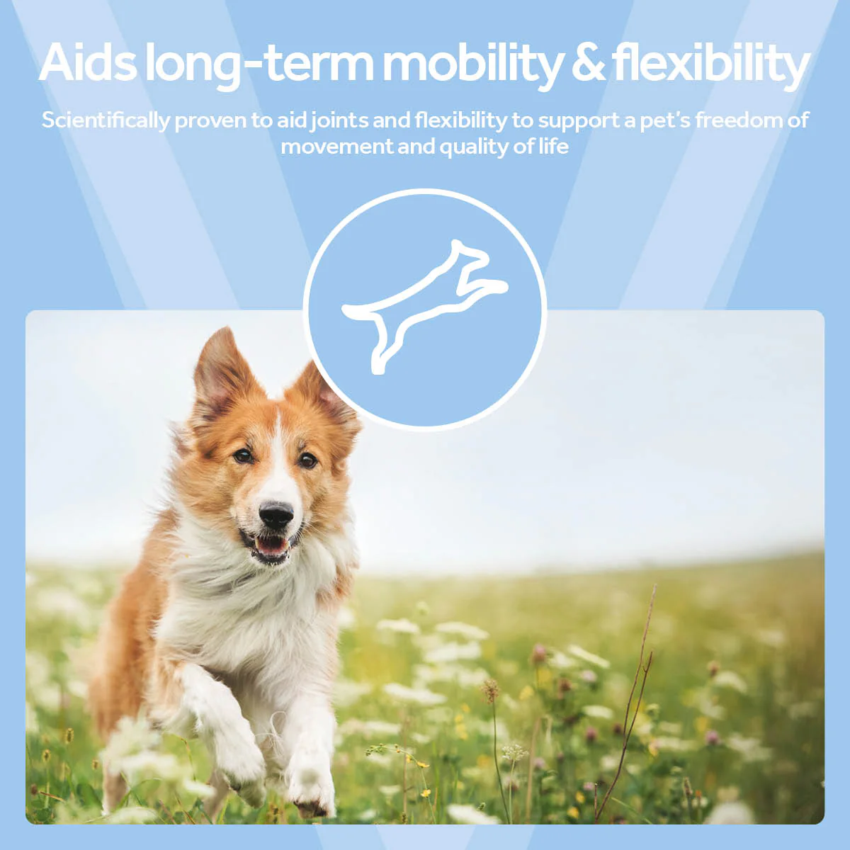 Vetpro Mobility Support with Omega-3's - Image 5