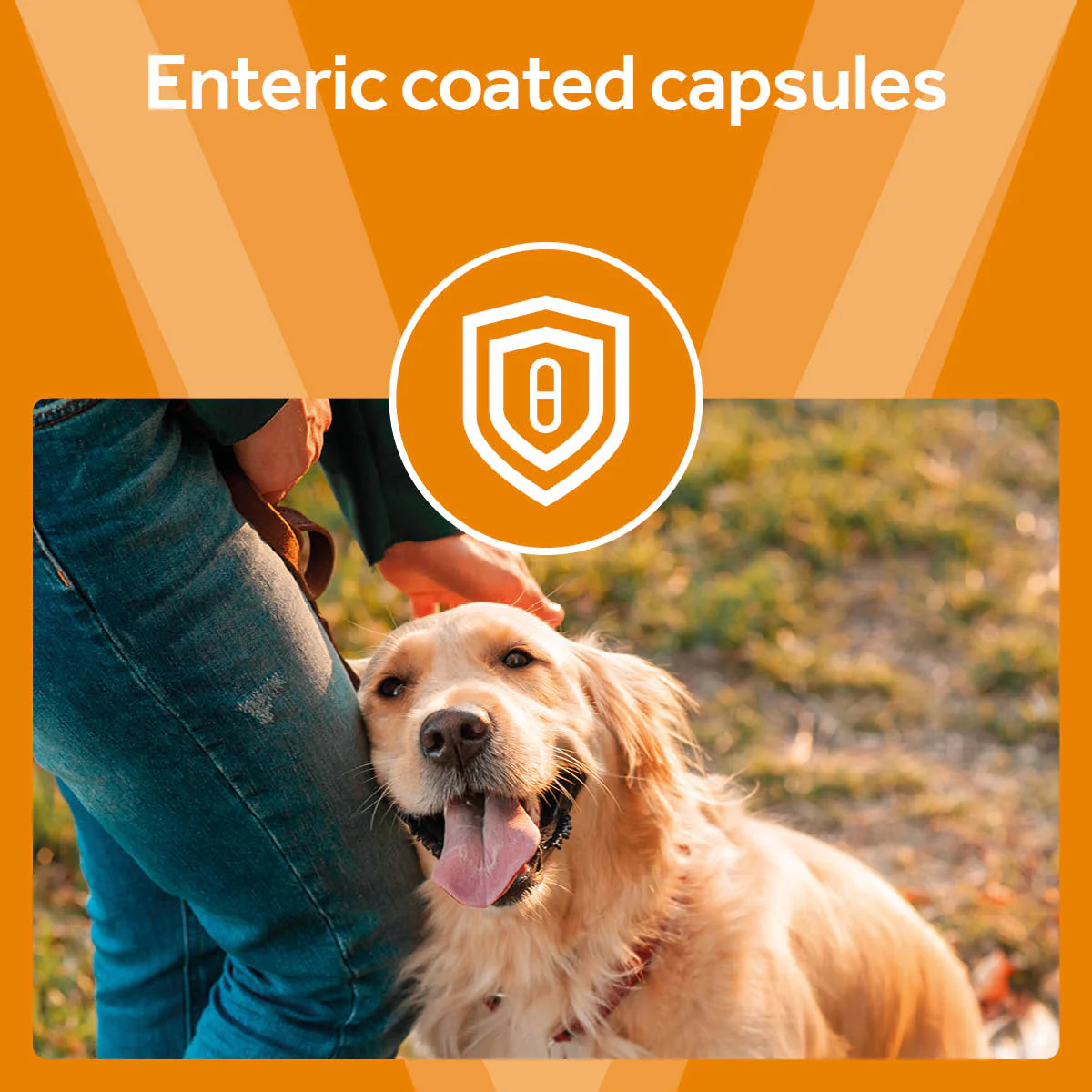 Vetpro Liver Support - Image 5