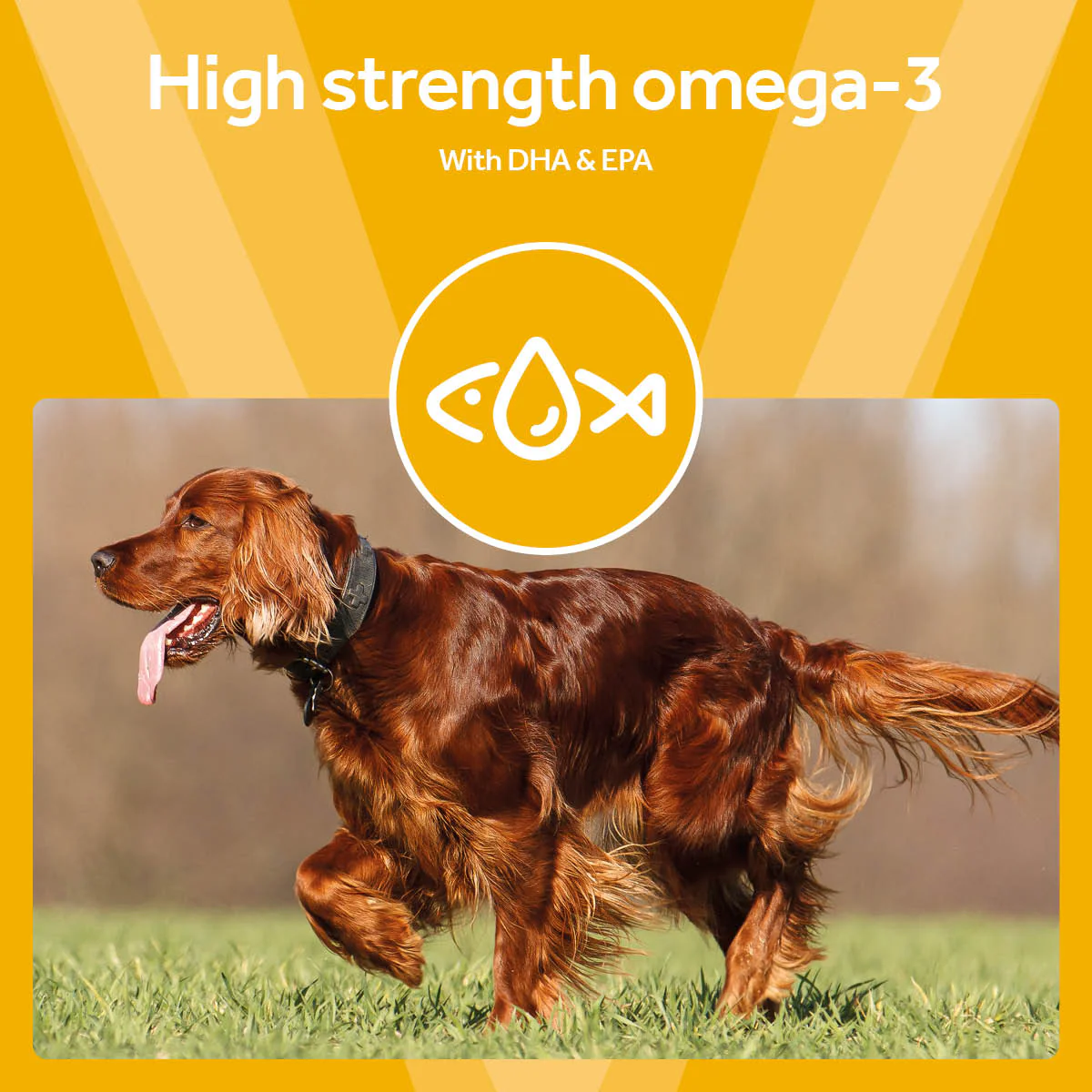 Vetpro Omega-3 Fish Oil with EPA & DHA (200ml) - Image 5