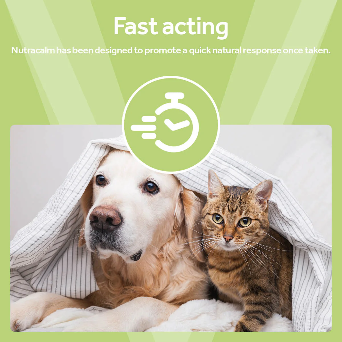 Vetpro Calming Support - Image 2