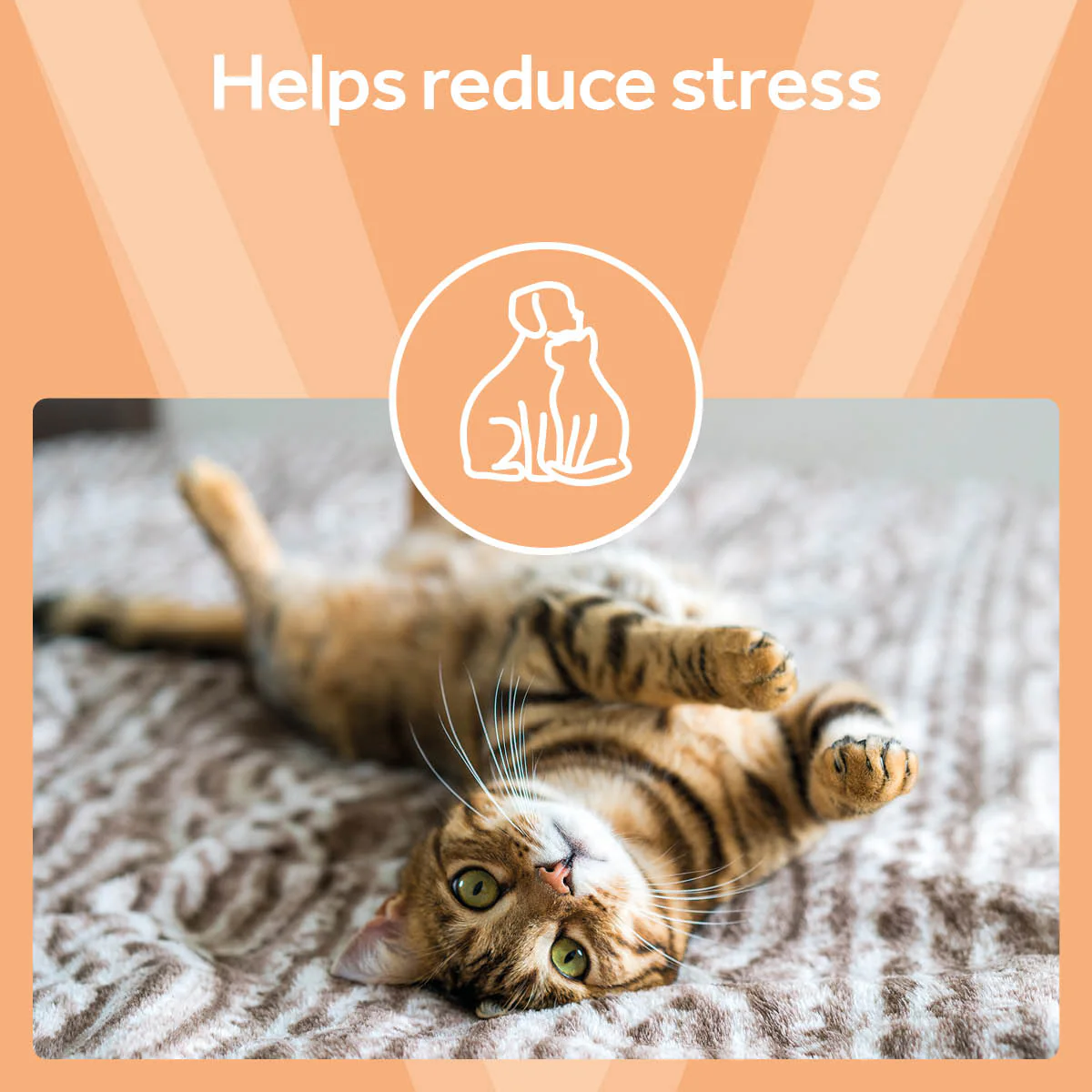 Vetpro Urinary Support - Image 5