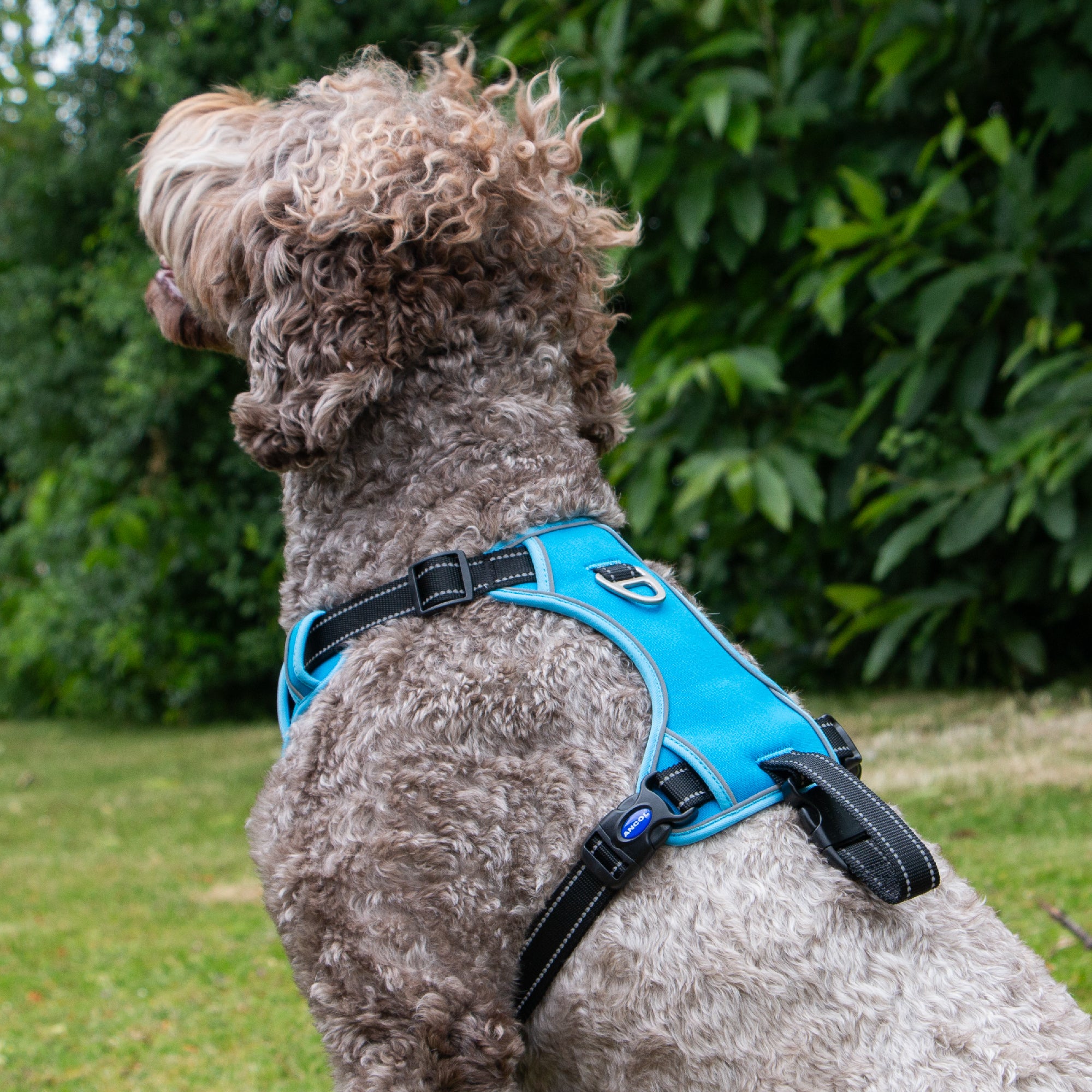 Viva Exercise & Travel Harness Black (4 sizes) - Image 10