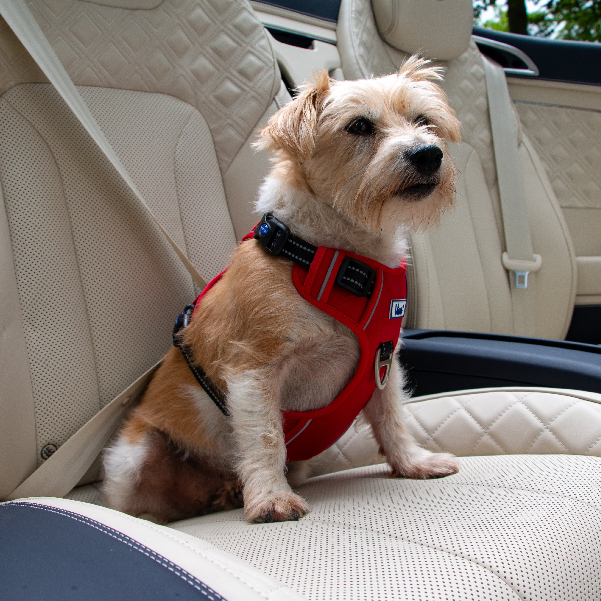 Viva Exercise & Travel Harness Black (4 sizes) - Image 8