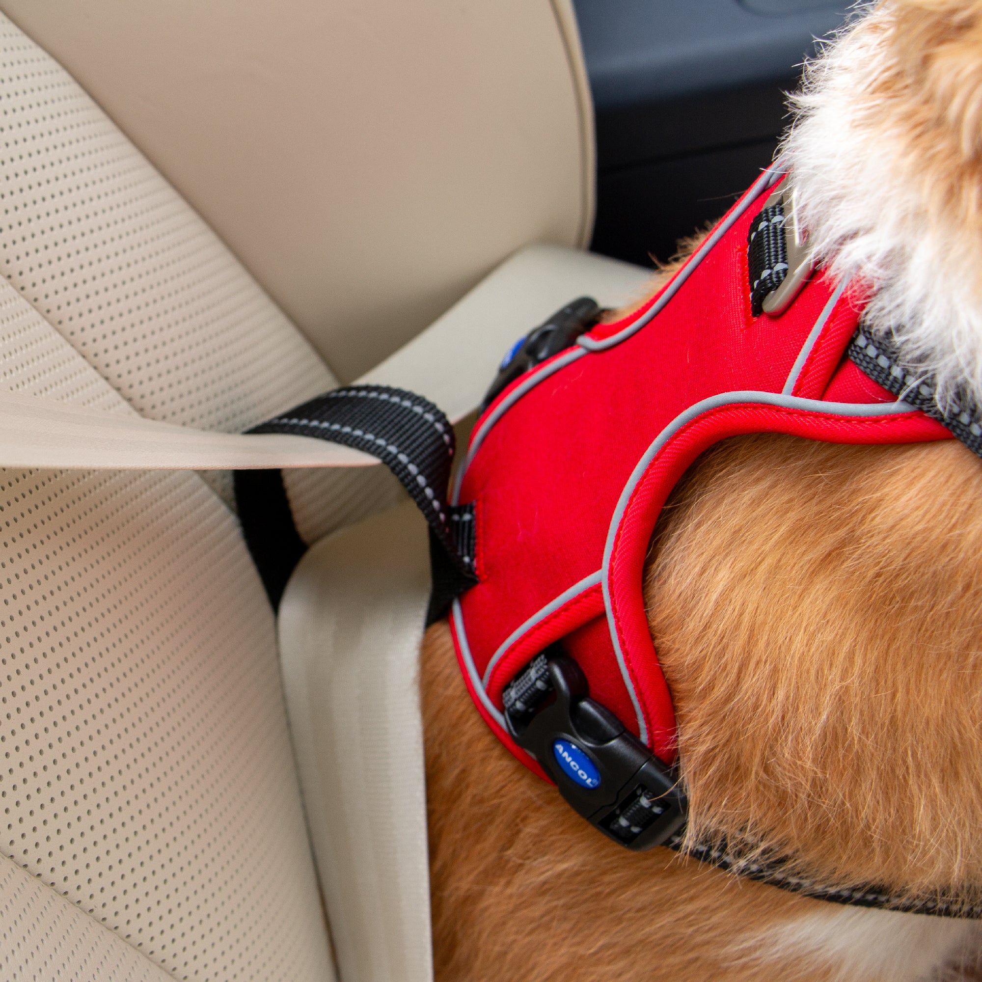 Viva Exercise & Travel Harness Red (4 sizes) - Image 7
