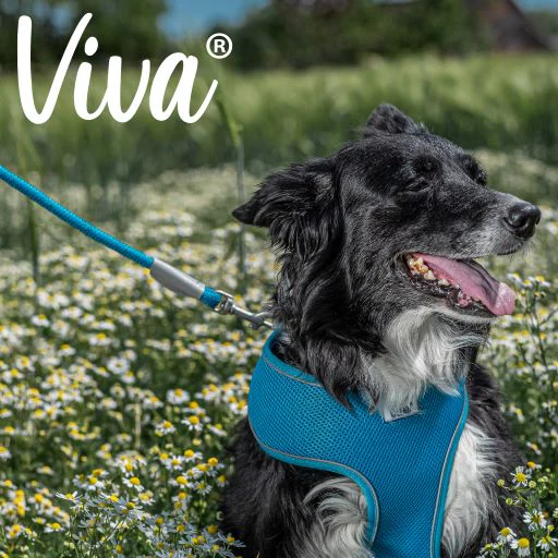 Viva Rope Dog Lead Reflective Blue - Image 2