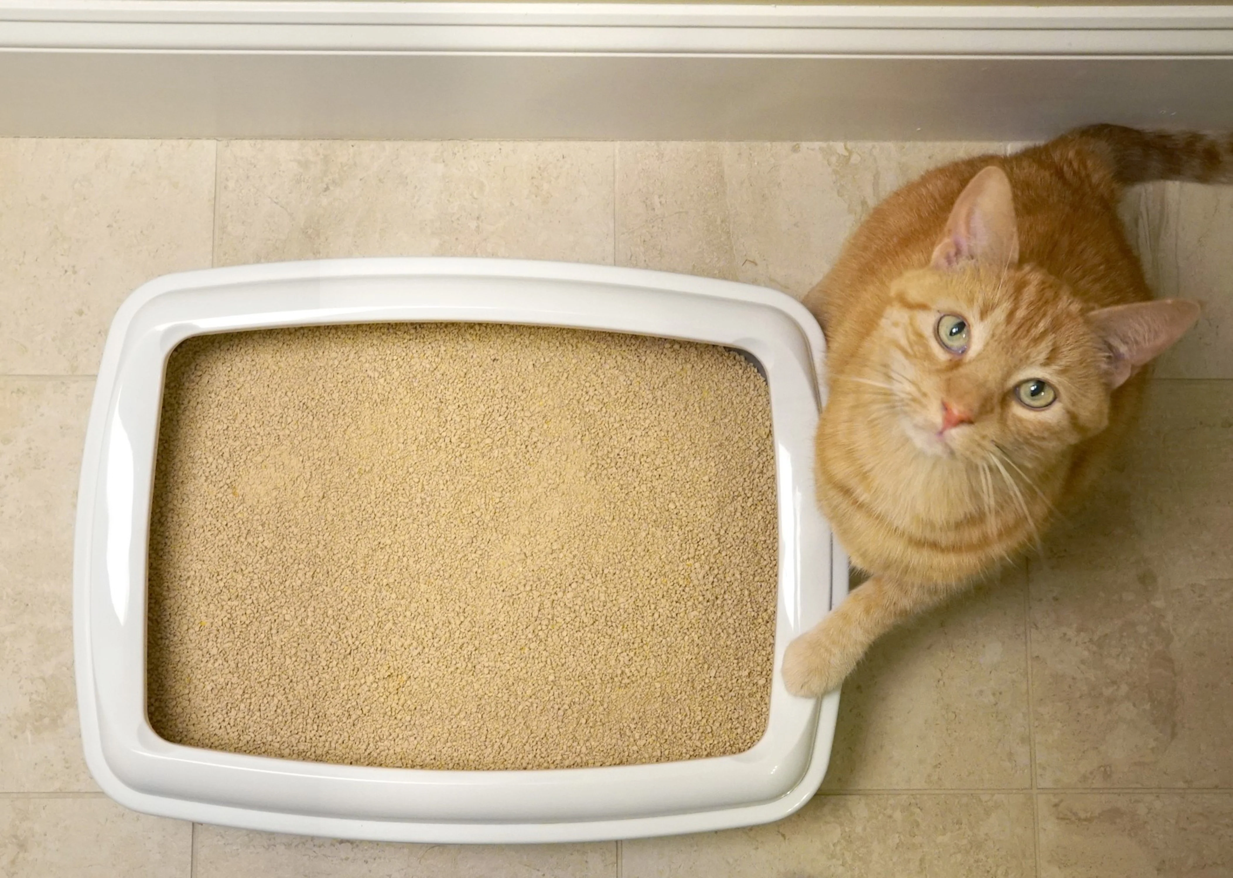 World’s Best Cat Litter Comfort Care - Image 4