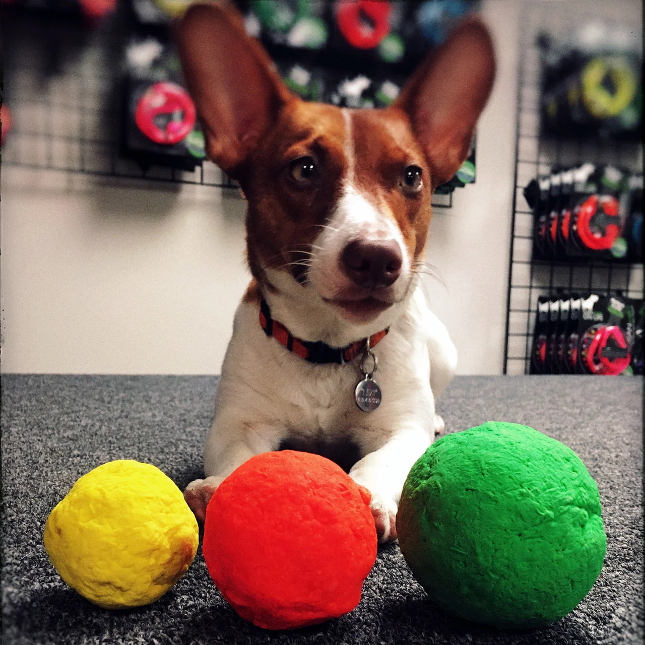 Wunder Ball Dog Toy (3 sizes) - Image 4