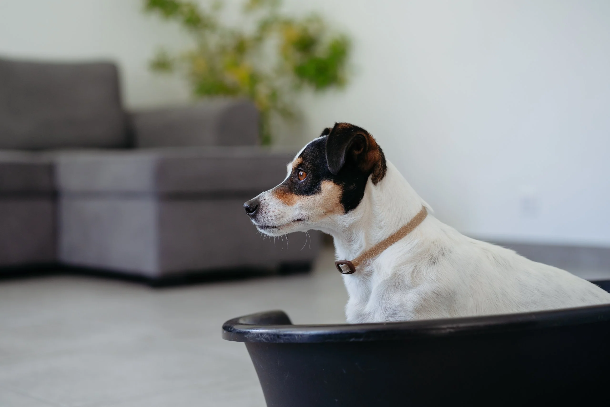 Zenidog Calming Collar (2 sizes) - Image 4