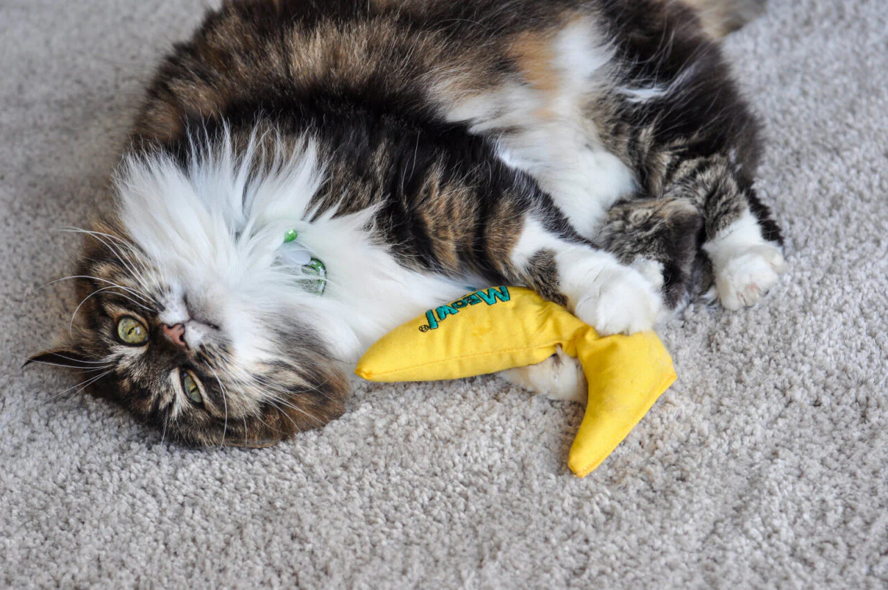 Zoon Meow! 100% Catnip Banana Cat Toy - Image 3